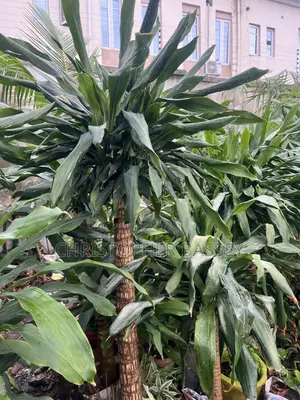 Yucca Plant