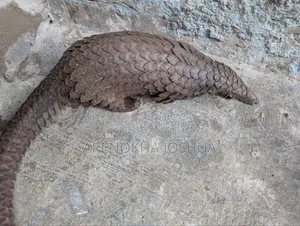 Africa Pangolin