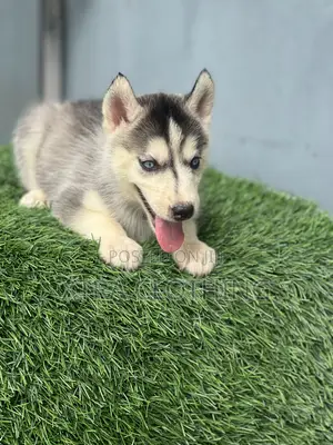1-3 months Female Purebred Siberian Husky