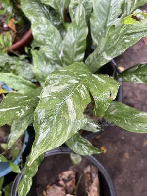 Peace Lily