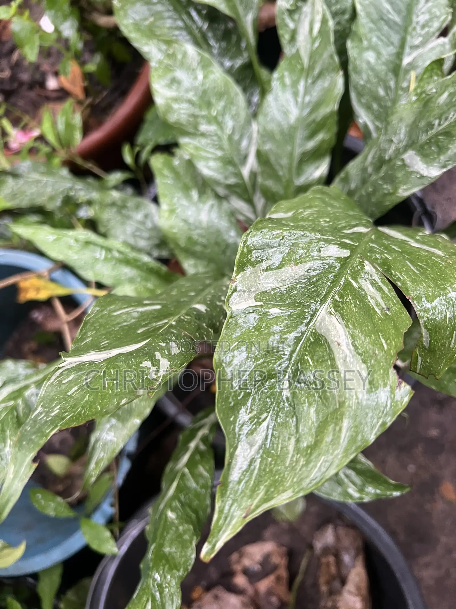 Peace Lily