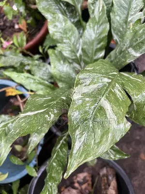 Peace Lily