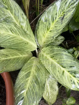 Peace Lily