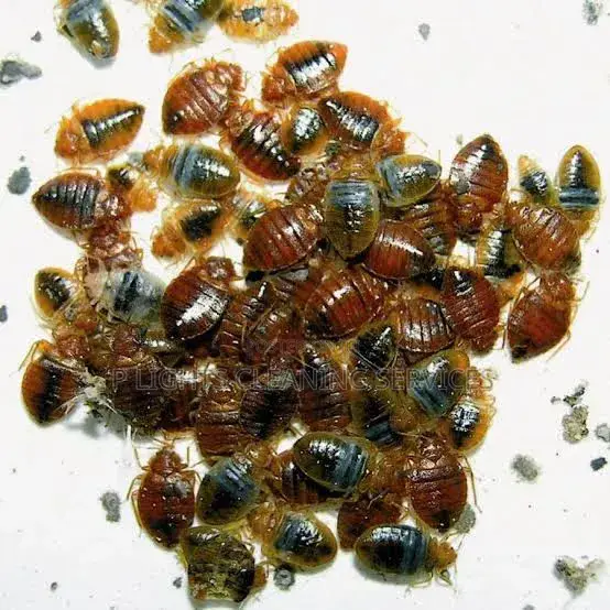 Eliminate Bedbugs, Termite And Lot More