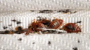 Eliminate Bedbugs, Termite And Lot More