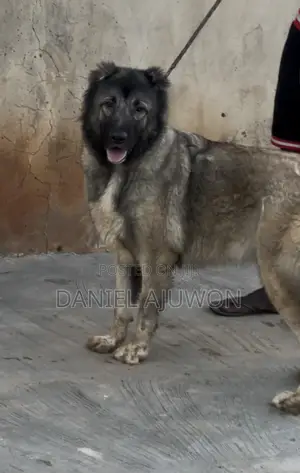 1+ year Female Purebred Caucasian Shepherd