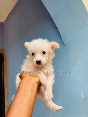 0-1 month Female Purebred American Eskimo