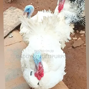 Big and Healthy Turkeys for Sale