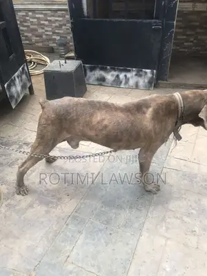 1+ year Male Purebred Boerboel