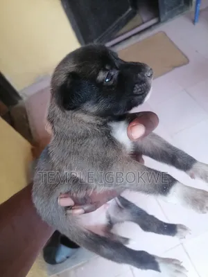 1-3 months Male Mixed Breed Caucasian Shepherd