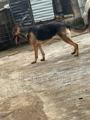 1+ year Female Purebred German Shepherd