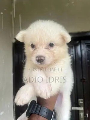 1-3 months Male Purebred American Eskimo