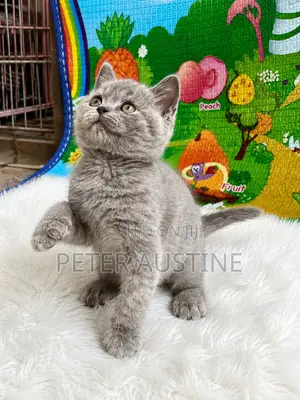 1-3 months Female Purebred British Shorthair
