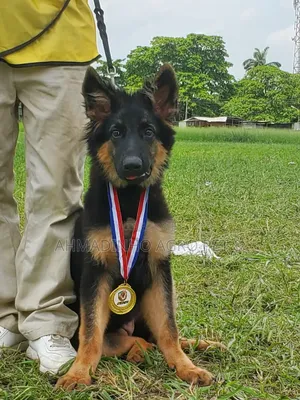 3-6 months Female Purebred German Shepherd