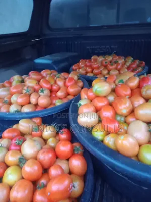 Fresh Tomatoes