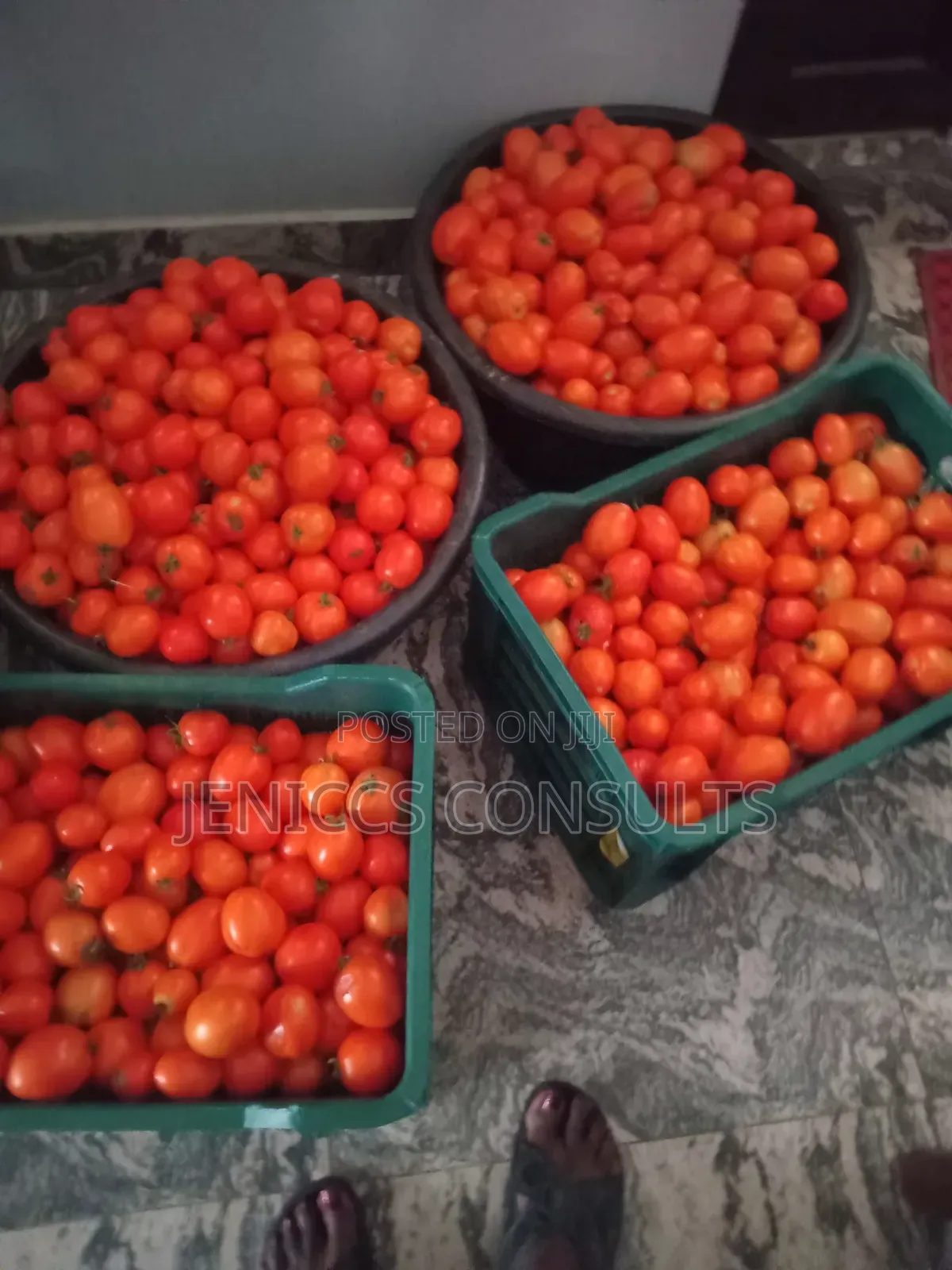 Fresh Tomatoes