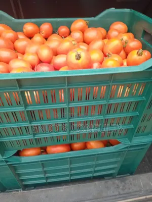 Fresh Tomatoes