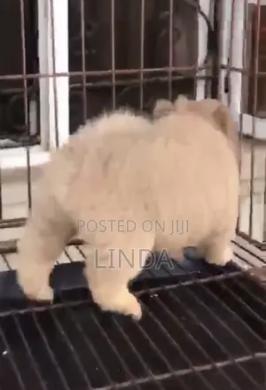 1-3 months Male Purebred Chow Chow