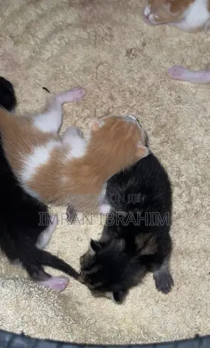 0-1 month Male Mixed Breed American Shorthair