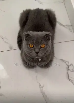 1-3 months Male Purebred British Shorthair