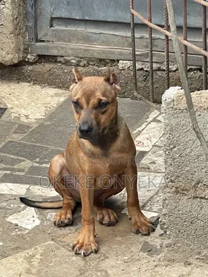 6-12 months Male Purebred American Pit Bull Terrier