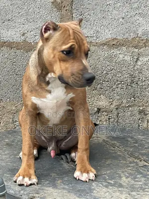 6-12 months Male Purebred American Pit Bull Terrier