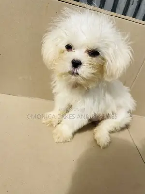 1-3 months Male Purebred Lhasa Apso