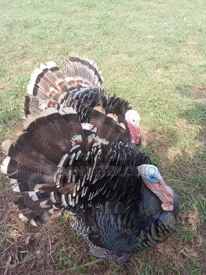 Mature Hybrid Male and Female Turkey for Sale
