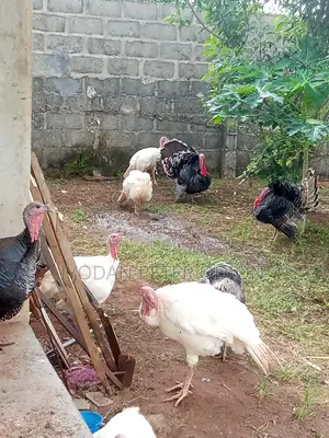 Mature Hybrid Male and Female Turkey for Sale