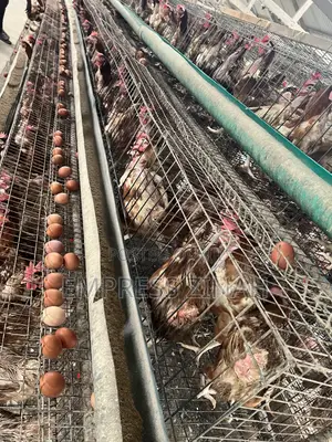 Farm/Poultry Worker