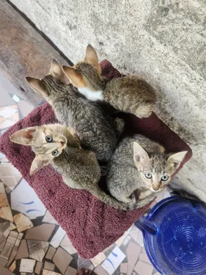 1-3 months Female Purebred American Shorthair
