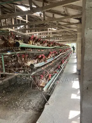 Farm/Poultry Worker