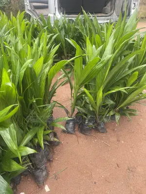 Malaysia Supergene PPM Seedlings