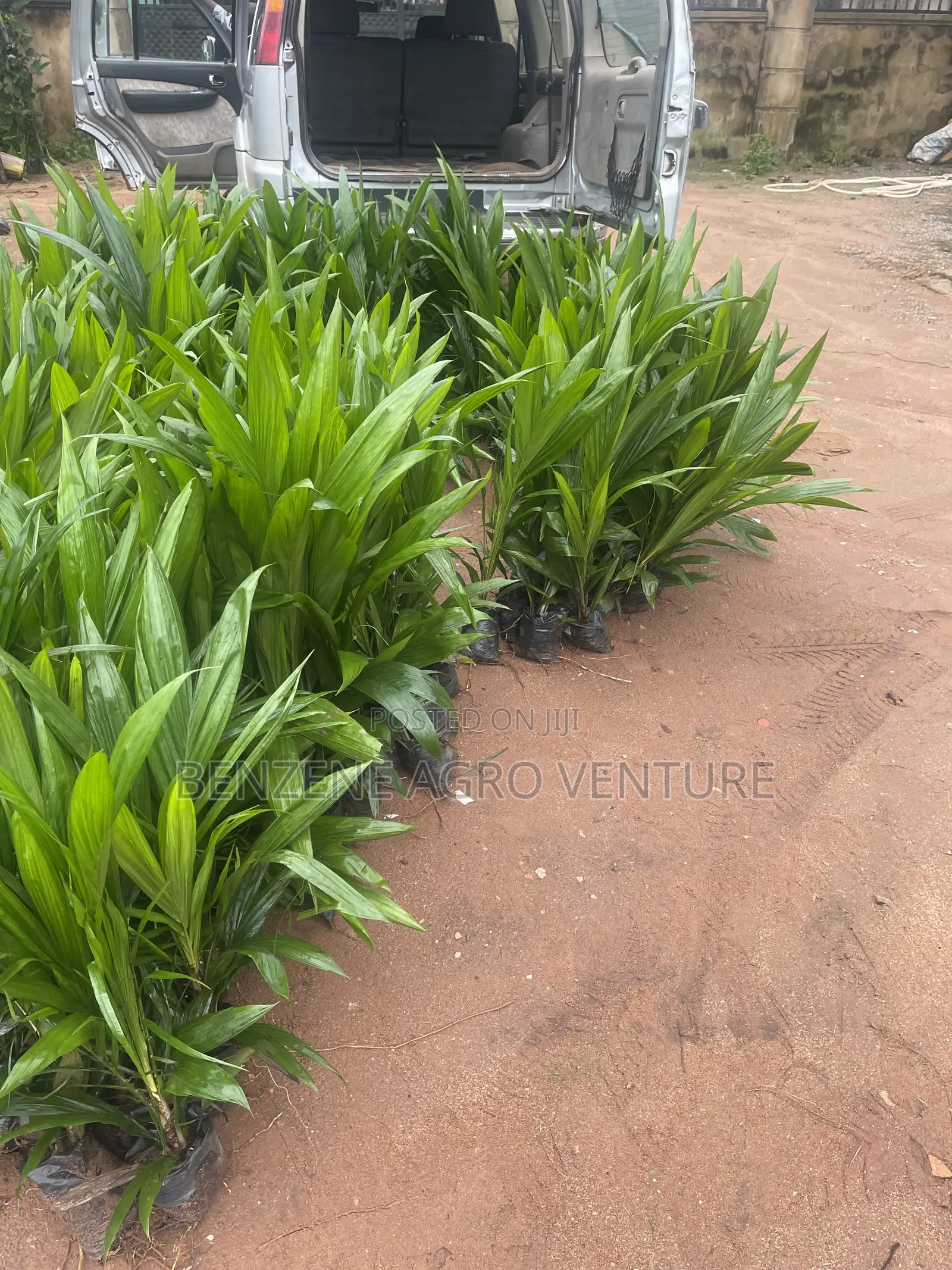 Malaysia Supergene PPM Seedlings