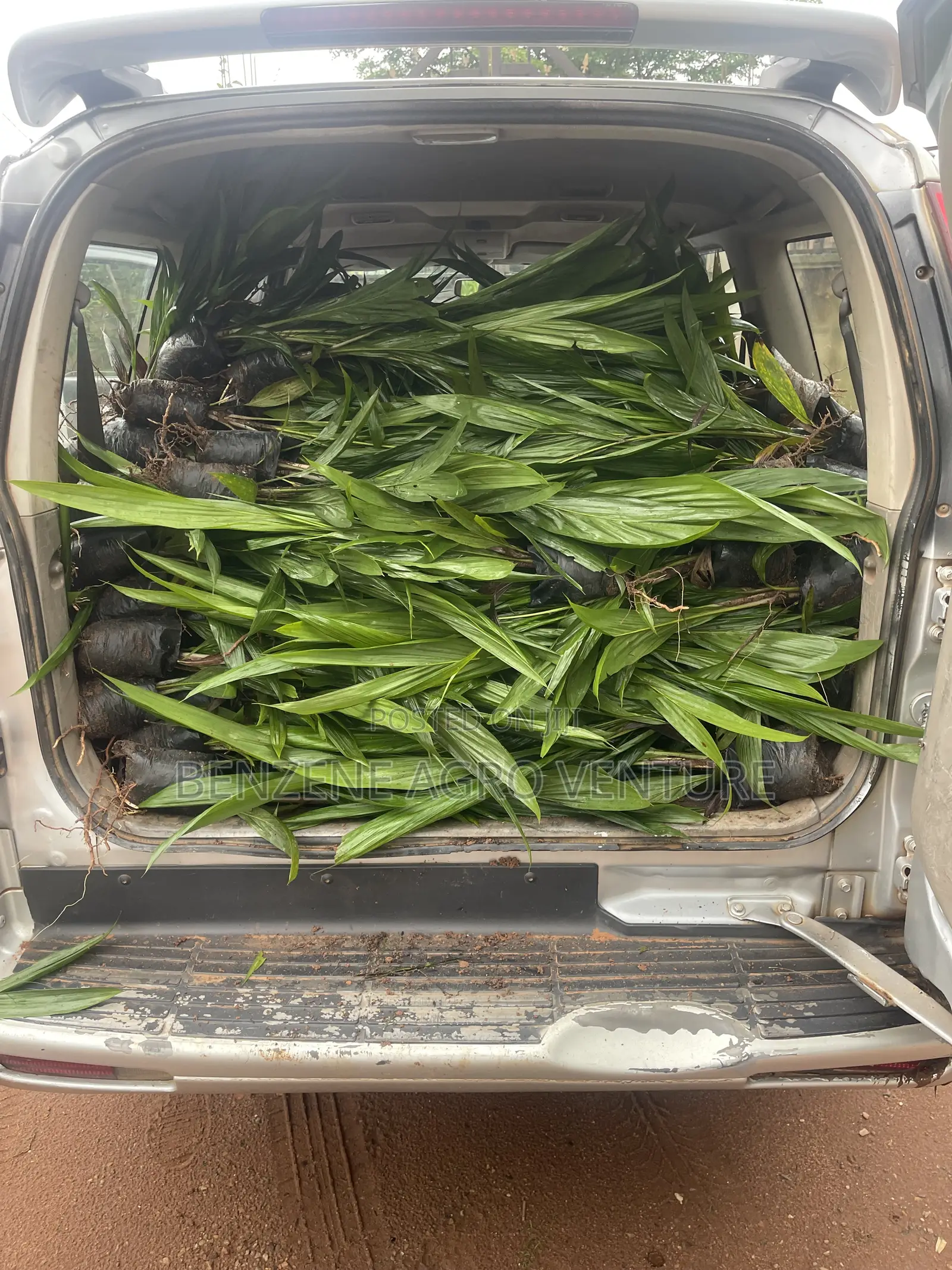 Malaysia Supergene PPM Seedlings