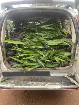 Malaysia Supergene PPM Seedlings