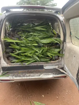 Malaysia Supergene PPM Seedlings
