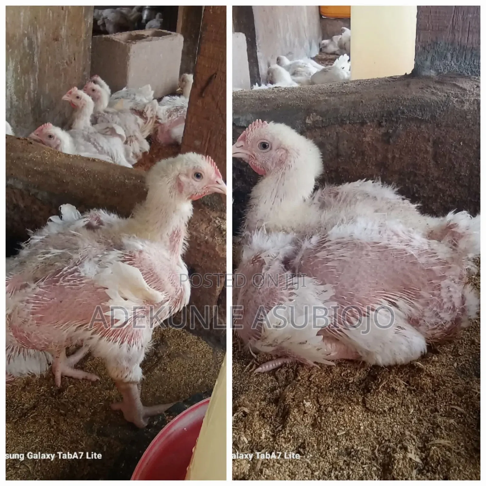 3,4 Weeks Broilers for Sale