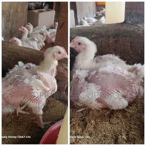 3,4 Weeks Broilers for Sale