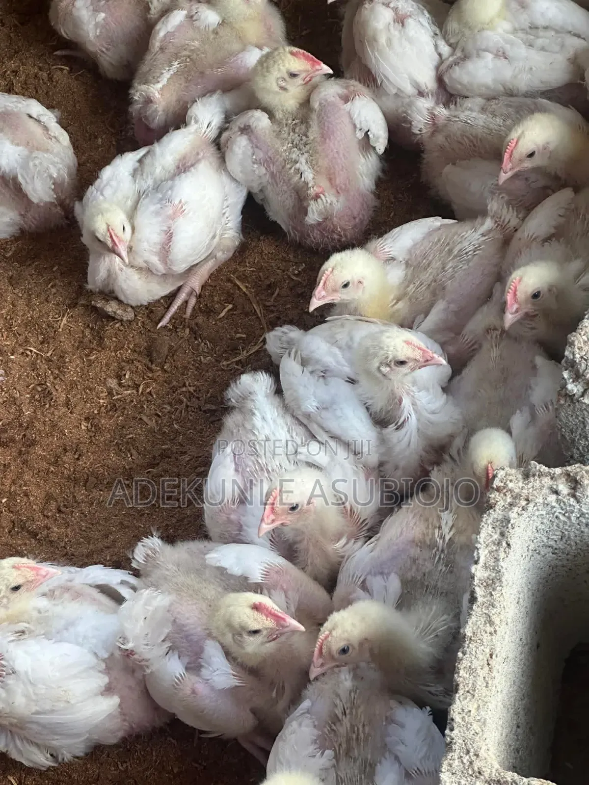 3,4 Weeks Broilers for Sale
