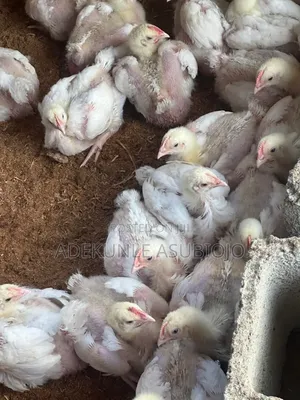 3,4 Weeks Broilers for Sale