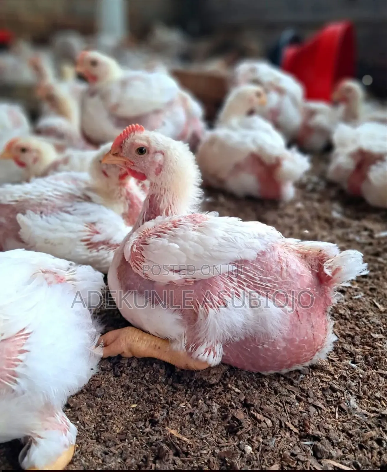 3,4 Weeks Broilers for Sale
