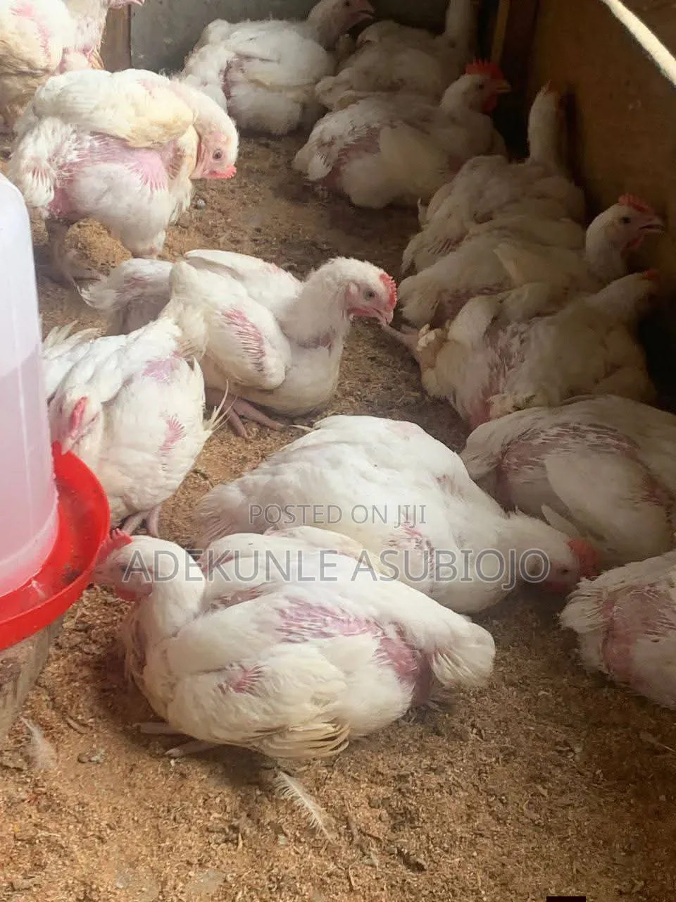 3,4 Weeks Broilers for Sale