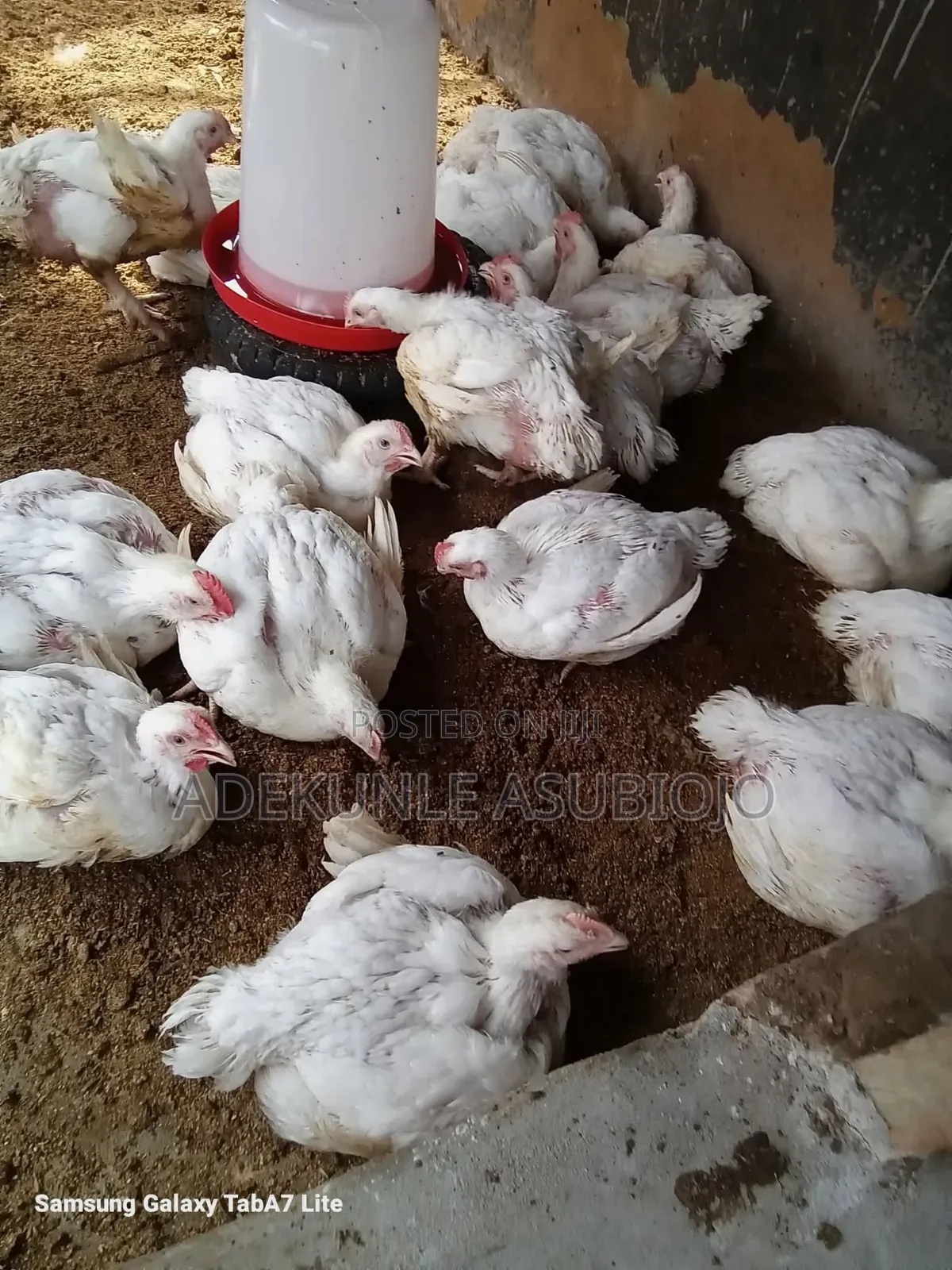 3,4 Weeks Broilers for Sale