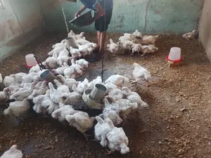 Prince Adedamola Agribusiness (Specialized in Broiler Products)