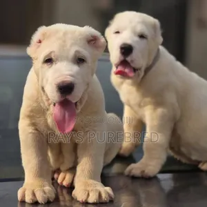 1-3 months Male Purebred Alabai