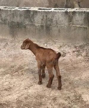 2-Month Baby (Kid) Male Goat (Buck)