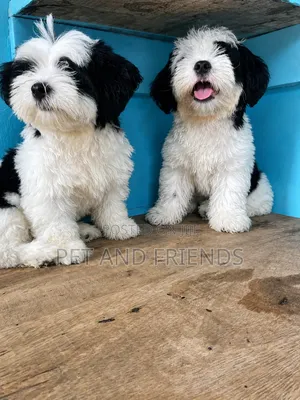1-3 months Male Purebred Lhasa Apso