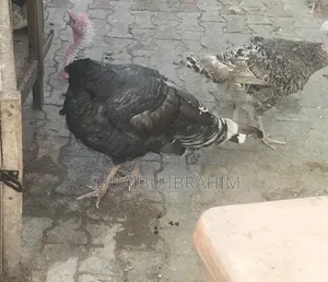 Over Age Turkey