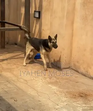 6-12 months Male Purebred German Shepherd